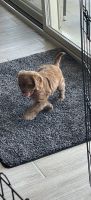 Cavapoo puppy