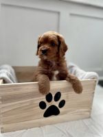 Cavapoo puppy