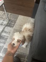 10 week old cavapoo looking for his forever home
