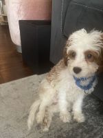 10 week old cavapoo looking for his forever home