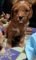 Cavapoo F1 minis