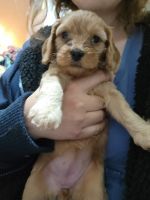 Cavapoo F1 minis