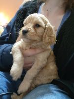 Cavapoo F1 minis