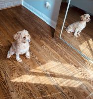 Cavapoo for sale