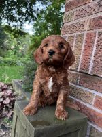 Rusty Cavapoo (Princeton) IL