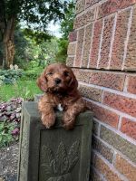 Rusty Cavapoo (Princeton) IL