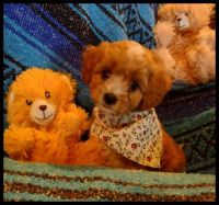 GORGEOUS RED,SPOTTED,TRI CAVAPOOCHONS RED PUPPIES!!!