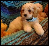 GORGEOUS RED,SPOTTED,TRI CAVAPOOCHONS RED PUPPIES!!!