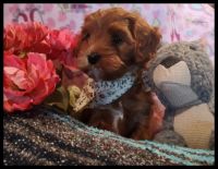 GORGEOUS RED,SPOTTED,TRI CAVAPOOCHONS RED PUPPIES!!!