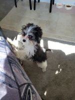 Adorable, happy, 7 month old, 7lb Cavapoo girl