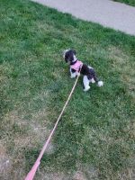Adorable, happy, 7 month old, 7lb Cavapoo girl