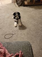 Adorable, happy, 7 month old, 7lb Cavapoo girl