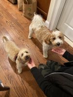 Adorable Cavapoo for sale
