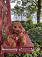 Jack Cavapoo puppy