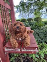 Jack Cavapoo puppy