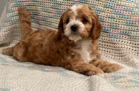 CAVAPOO PUPPIES