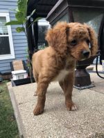 Cavapoo puppies near Chicago