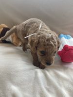 Cavapoo puppies near Chicago