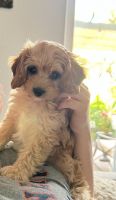 Adorable Cavapoo