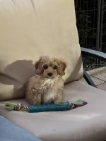 Adorable Cavapoo