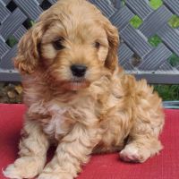 Cavapoo Puppies for Sale