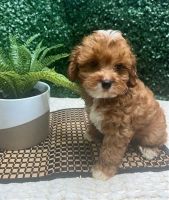 adorable cavapoo puppies