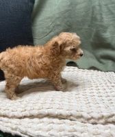 adorable cavapoo puppies