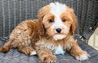 adorable cavapoo puppies