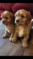 beautiful cavapoo pups