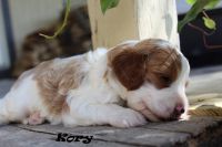 Cavapoo puppy--Kory
