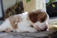 Cavapoo puppy--Kory