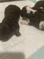 Cavapoo Puppies for sale