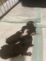 Cavapoo Puppies for sale