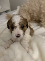 Cavapooshon also known as the forever puppy