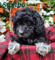 F1B Cavapoos born 6/23/22 call *** *** ***2