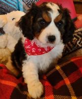 Cavapoochon Puppies!!