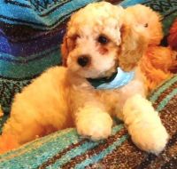 Cavapoochon Puppies!!