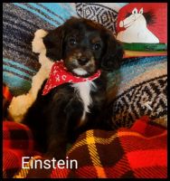 Cavapoochon Puppies!!