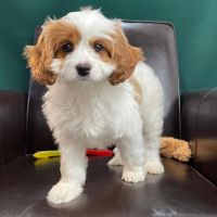 Cavapoo puppies