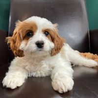 Cavapoo puppies