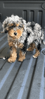 Cavapoo for sale