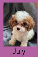 Toy Cavapoo