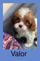 Toy Cavapoo