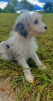 Beautiful Blue Merle cavapoo