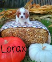 Cavapoos for sale in Summerville South Carolina