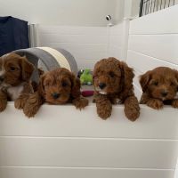 cavapoo puppies for sale