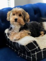 Toy Cavapoo puppies