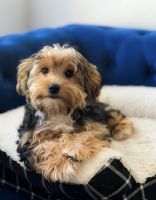 Toy Cavapoo puppies