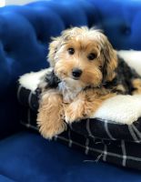 Toy Cavapoo puppies