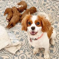 Buy cavapoo puppies online
